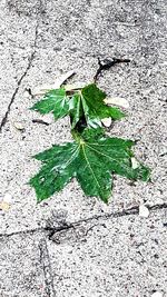 High angle view of plant growing outdoors