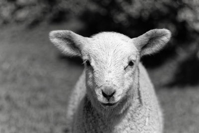 Close-up portrait of an animal outdoors