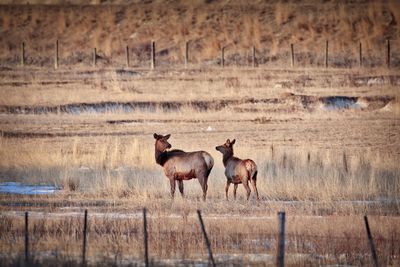 Deer standing on field