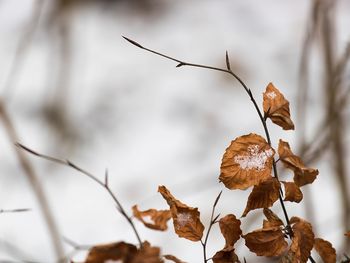 Close-up of dry plant