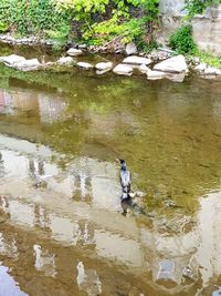 High angle view of ducks swimming in lake