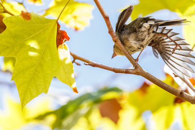 Close-up of bird on tree