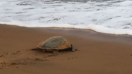 View of crab on beach