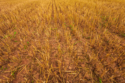 Close-up of wheat field