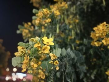 Close-up of yellow flowers blooming outdoors