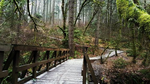 Narrow walkway in park