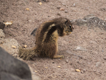 Close-up of squirrel eating