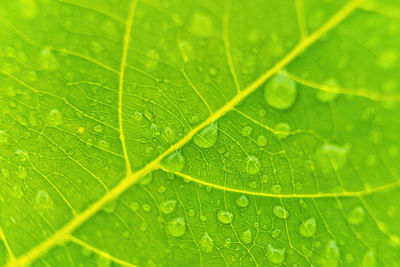 Macro shot of green leaf