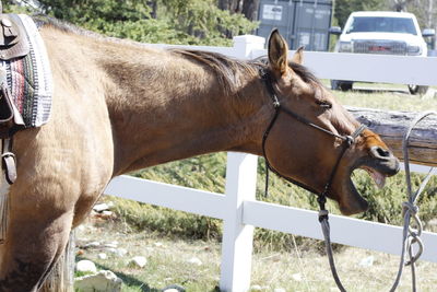 Horse in ranch