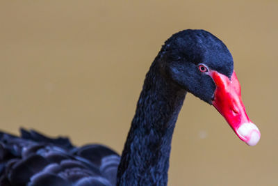 Close-up of swan