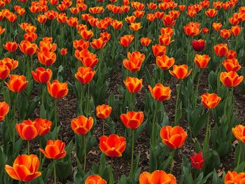 Full frame shot of orange tulips on field
