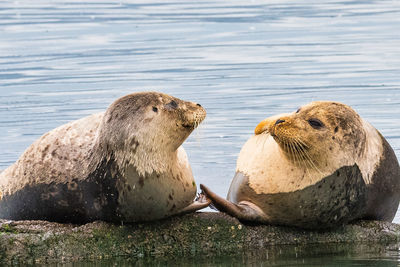 Two seals cuddling
