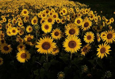 Close-up of yellow flowers