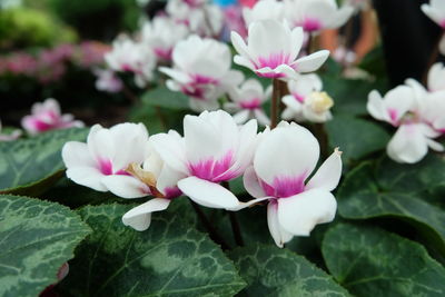 Close-up of pink flowering plants