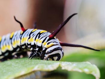 Close-up of butterfly