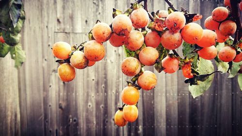 Close-up of fruits hanging on tree