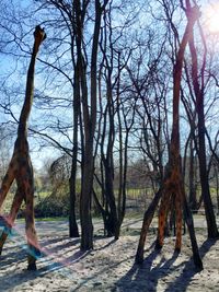 Bare trees on landscape
