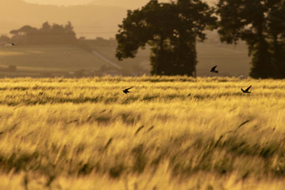 Bird flying in a field