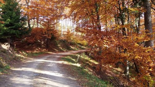 Dirt road amidst trees