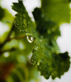 Close-up of water drops on leaf