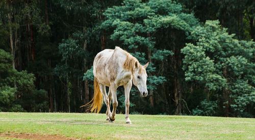 Horse walking on field against trees