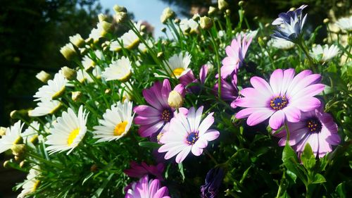 Close-up of pink flowers blooming outdoors