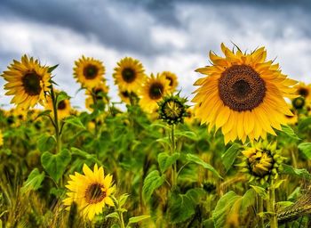 Close-up of sunflowers on field