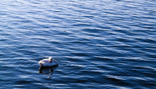 High angle view of white swan in lake