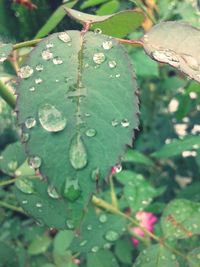 Close-up of wet plant