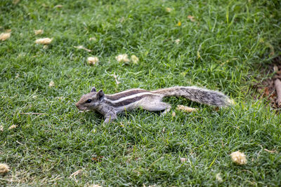 Lizard on a field