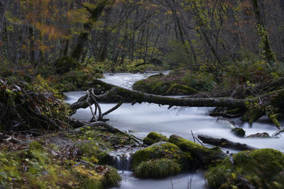 River stream amidst trees in forest