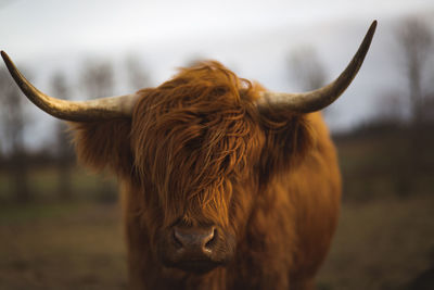 Close-up of cow