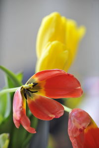 Close-up of yellow flower