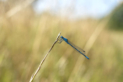 Close-up of insect on grass