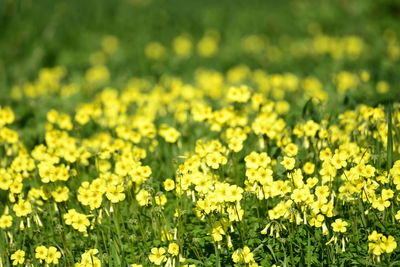 Fresh yellow flowers in field