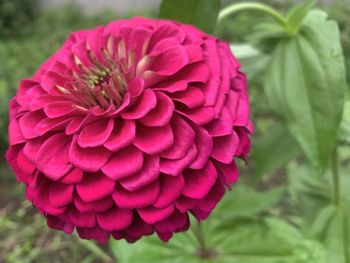 Close-up of pink dahlia flower
