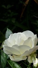 Close-up of white flower blooming outdoors