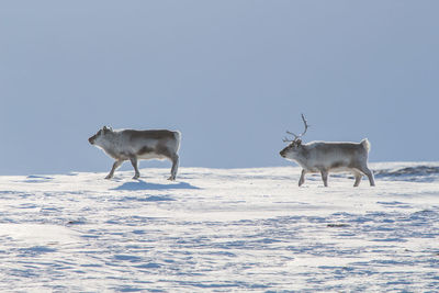 Side view of deer walking on snow field against clear sky