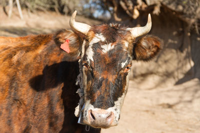 Portrait of dairy cow sitting in the field