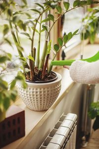 Close-up of potted plant on table