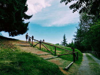 Footpath amidst trees against sky