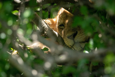 Portrait of lion amidst leaves