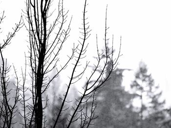 Low angle view of tree against sky