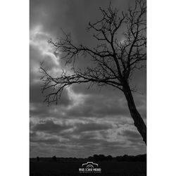 Bare tree against sky