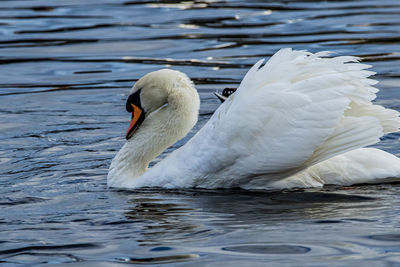 Swan swimming in lake