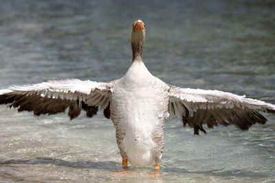 Close-up of a bird