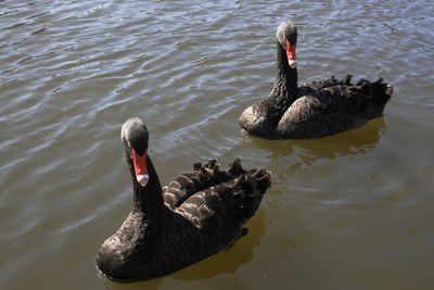 Swan swimming in lake