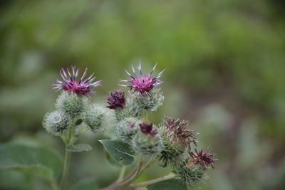 Close-up of pink flowering plant