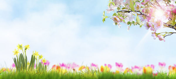 Close-up of pink flowering plants on field against sky