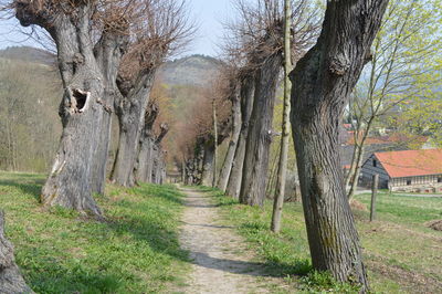 Narrow pathway along trees